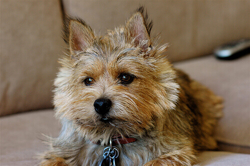 Norwich terrier: conheça essa raça