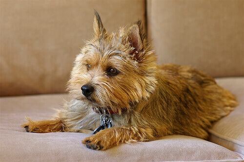 Conheça o Norwich terrier