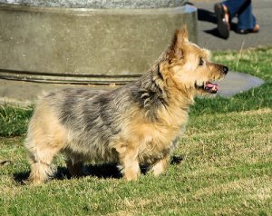 Norwich Terrier: conheça essa raça canina