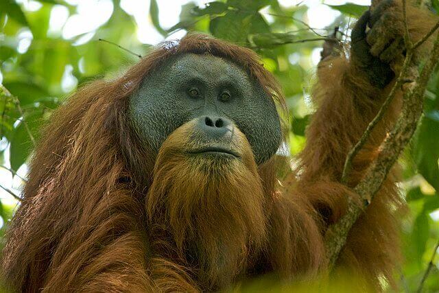Fêmea de orangotango albina de olhos azuis é socorrida em Bornéu - ISTOÉ  Independente