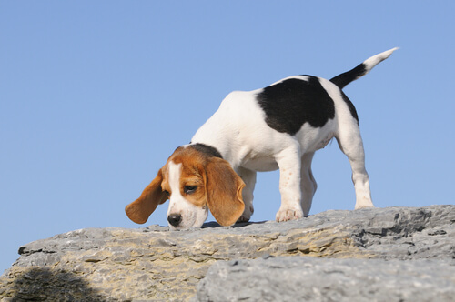olfato do beagle
