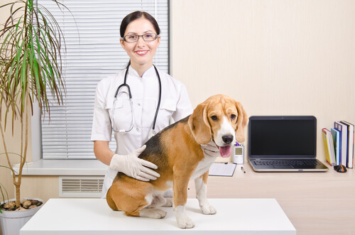 Cachorro na veterinária