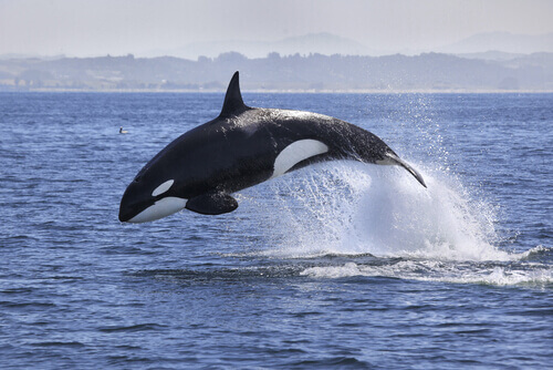 Características da Orca: comportamento e habitat