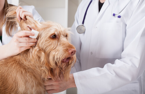 Veterinária examinando ouvido de cachorro