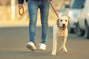 7 erros ao passear com seu cão: saiba mais