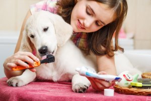Pasta de dente para cães: qual a ideal?