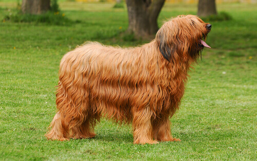 Pastor de Brie, um cão inteligente e cheio de vida Pastor de Brie, um cão inteligente e cheio de vida