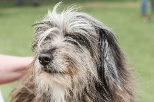 Pastor dos Pirenéus: conheça essa divertida raça