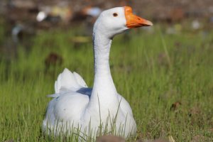 Como cuidar de um pato em casa?