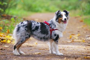 Coleira ou peitoral: o que é melhor para o cão?