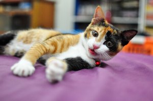 Periodontite em gatos: é essencial evitá-la