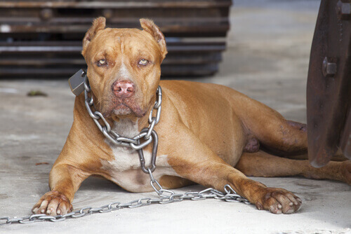 Pitbull: um cão potencialmente perigoso