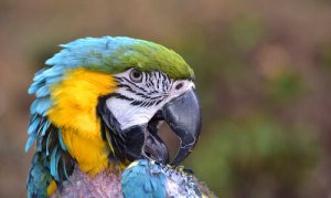 As plumas revelam doenças
