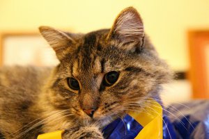 Prêmios para gatos e seus benefícios