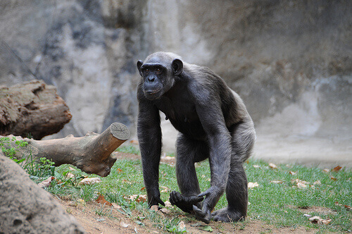 O que são primatas? Conheça-os aqui!