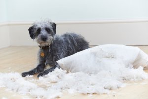 Problemas comportamentais em cães