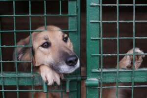 Abandono de animais: como acabar com uma situação insustentável