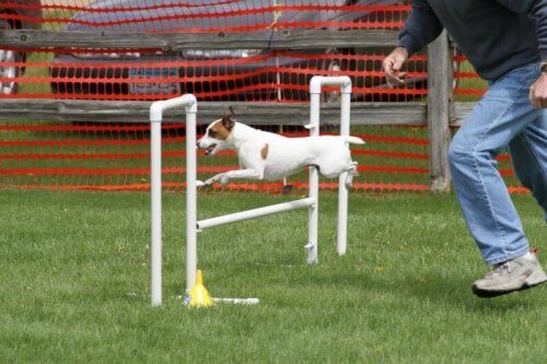 prova de agility