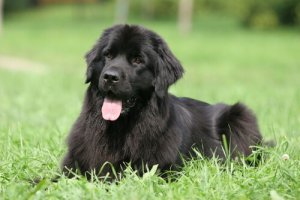 Conheça as 8 raças de cães mais preguiçosas