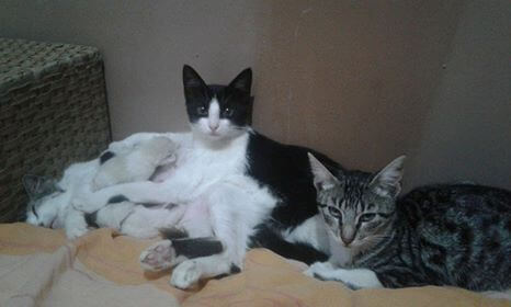 Gata Lady com seus filhotes