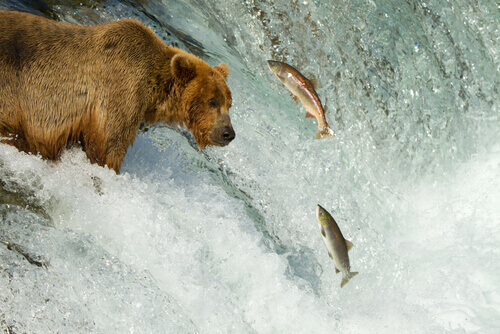 Urso observando salmões pulando em rio