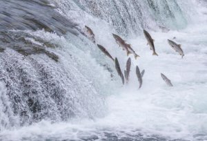 Migração do salmão: uma viagem surpreendente