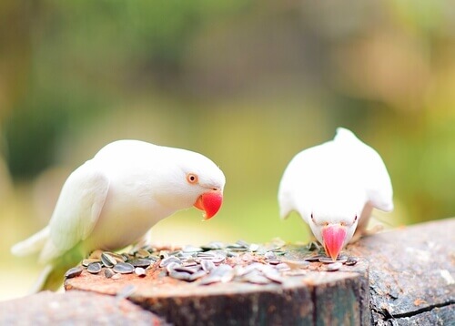 Aves comendo sementes