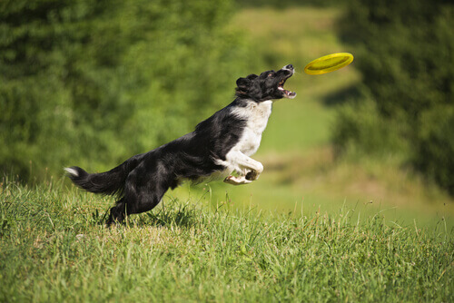Cachorro pulando para pegar frisbee