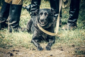 Os cães na Segunda Guerra Mundial