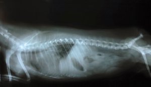 Síndrome de Wobbler: causas, sintomas e tratamento