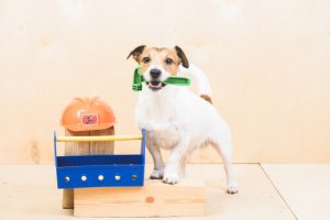 Quais as tarefas que os cães podem fazer?