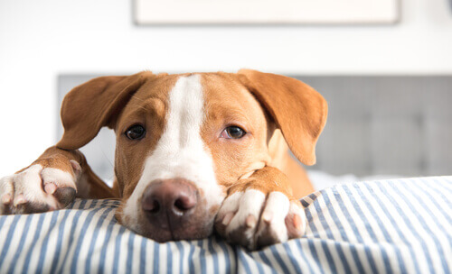 A tênia canina A tênia canina