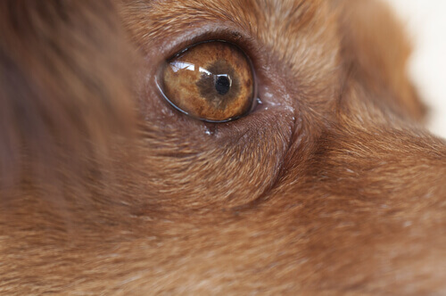 thelaziose ocular canina sintomas