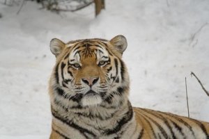 O tigre siberiano, veloz caçador em perigo de extinção