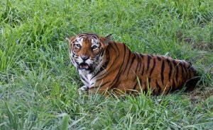 Tigre de Bengala: características e comportamento