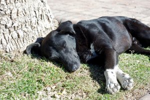 Torção do estômago em cães: entenda o problema