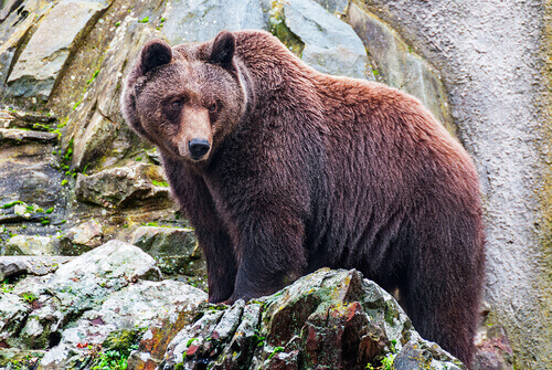 Urso pardo Conhe a As Caracter sticas O Comportamento E O Habitat urso-pardo-conhe-a-as-caracter-sticas-o-comportamento-e-o-habitat
