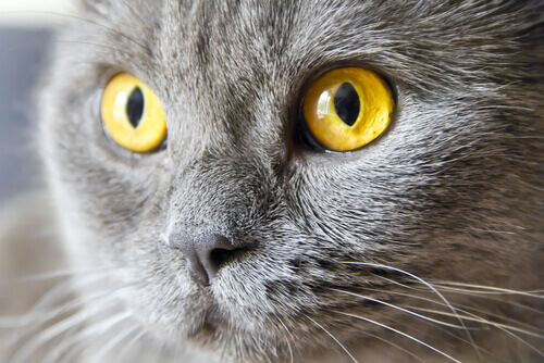 Olhos de gato