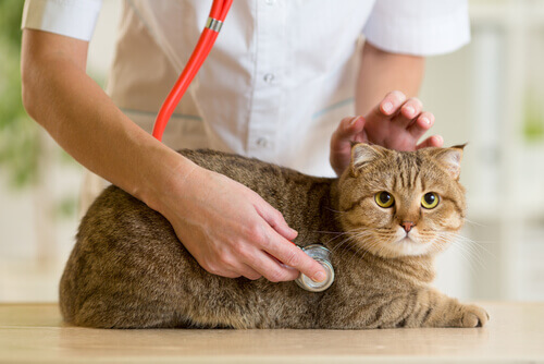 Gato sendo auscultado no veterinário