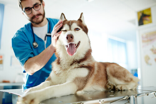 Husky siberiano no veterinário