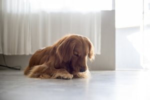 Por que sua cadelinha lambe a vulva?