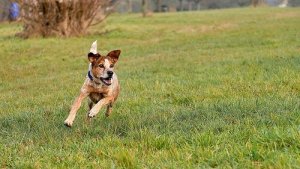 6 lugares na Espanha para passear com cães