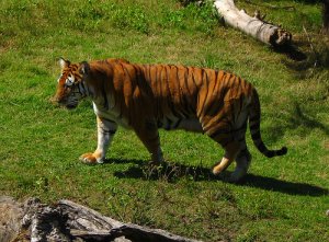 Instinto de sobrevivência no reino animal