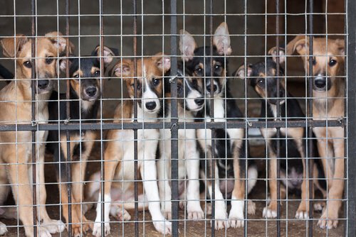 Cachorros em um abrigo de animais