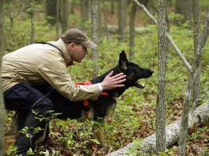 A importância do adestramento e educação de cães