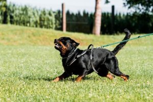 Treinamento de defesa e ataque para cães
