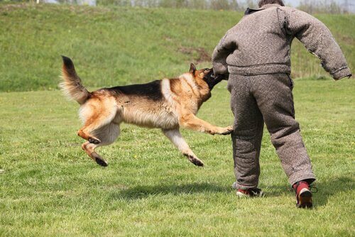 Conheça o Treinamento de defesa e ataque para cães
