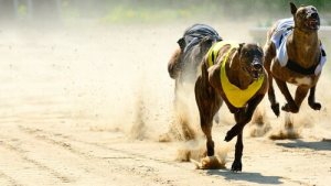 Anatomia do galgo: por que são tão rápidos?