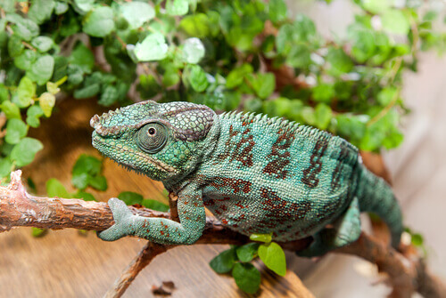 animais que se camuflam: camaleão