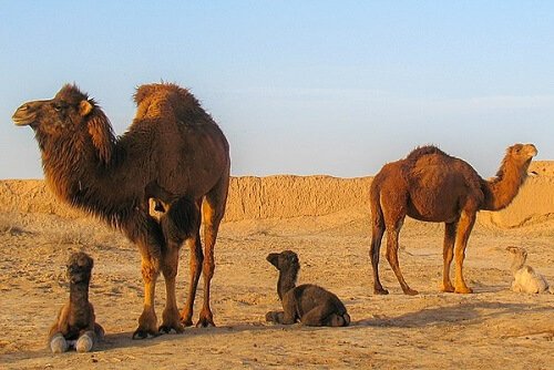 Animais que vivem no deserto
